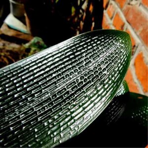 长春君子兰苗 精品黑豹油匠粗筋深坑纹立板技师大桥花卉盆栽包邮