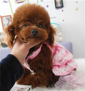 出售纯种玩具泰迪熊贵宾犬纯种茶杯泰迪幼犬小型犬活体宠物狗1