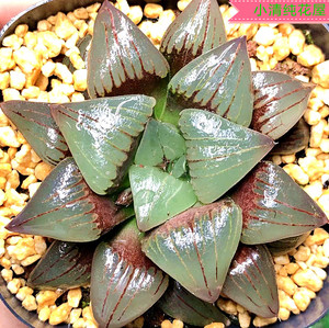 小清纯花屋 十二卷属红纹寿 多肉植物万象玉扇寿玉露