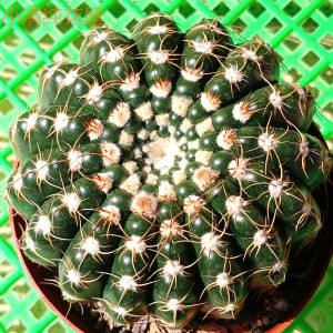 眩美玉 南国玉属 多肉植物 易开花大紫花仙人球盆栽 四季好养