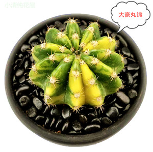 【大豪丸】大豪丸品牌,价格 - 阿里巴巴