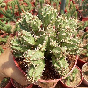 【 小清纯花屋_仙人球多头大将军】仙人掌 多肉盆栽防辐射8-11cm