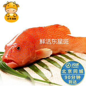 鲜活精品红东星斑海鲜鲜活水产 新鲜深海鱼石斑鱼可清理1人付款268