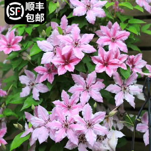 哦啦啦铁线莲盆栽小苗庭院丰花爬藤阳台花卉盆栽大花多季易活