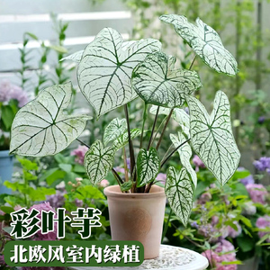 白色恋人彩叶芋水培植物小绿植室内办公室桌面甜心皇后竹芋小盆栽