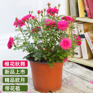 伟博月季园 微月 榴花秋舞 月季花苗 超级多花 微型玫瑰花苗 强荐