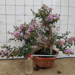 【百日红紫微】百日红紫微品牌,价格 - 阿里巴巴