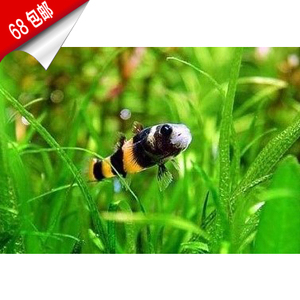 进口原生态小蜜蜂鱼热带观赏鱼虾虎活体除藻除涡虫底层工具鱼