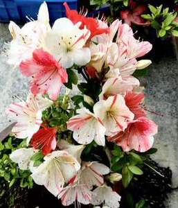 日本皋月杜鹃花夏鹃盆栽好养活绿植 旭之泉 东小町 千裕 千裕之春