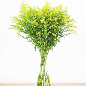 黄莺配草玫瑰花鲜花云南昆明基地直发家庭插花a级