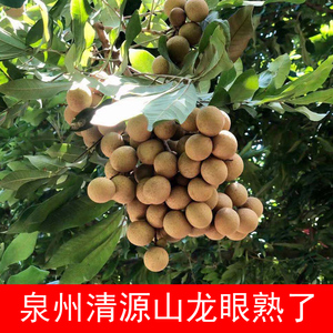 正宗福建泉州龙眼 松风本 新鲜现摘现发桂圆顺丰空运帮父亲卖龙眼