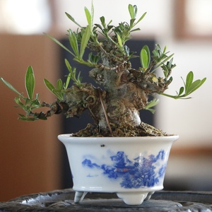 海星栀子花老桩掌上微盆景喜黛玉矮霸栀子花一寸法师茶台盆景盆栽