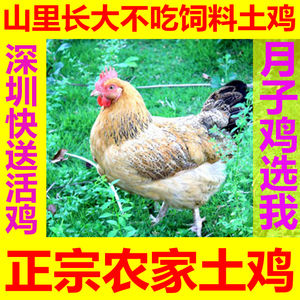 【深圳月子鸡】正宗农家散养土鸡放养走地鸡草鸡老母鸡公鸡活鸡