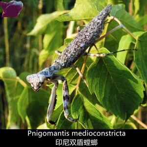 印尼双盾螳螂绞螳宠物螳螂新手入门品种爬宠昆虫活体