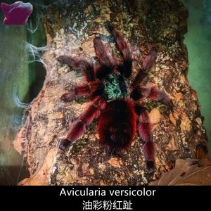 801人付款淘宝和平商店 巴西巨人金