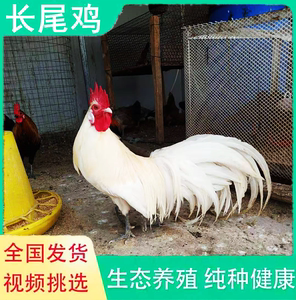 长尾鸡苗纯种观赏鸡受精种蛋日本纯种长尾鸡活鸡受精蛋三彩长尾鸡