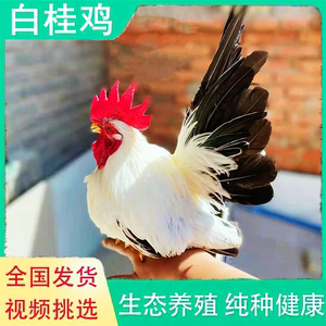 白色元宝鸡