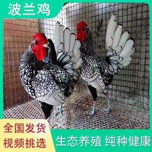 波兰鸡小鸡种鸡活苗波兰鸡崽帽子鸡观赏鸡受精种蛋出售观赏鸡活苗