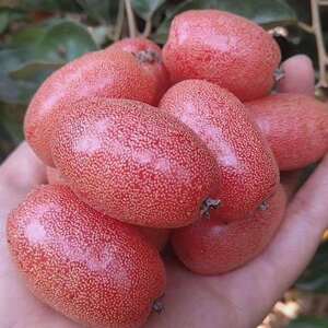 云南 甜牛奶果新鲜水果 野生羊奶果羊奶果胡秃子牛虱子果酸果子10