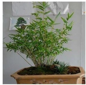 阳台居家盆栽竹子 观赏竹 小竹苗 米竹 凤尾竹可室内摆放绿植盆栽