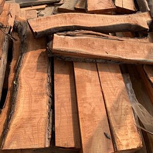 20陕西花卉苗木淘宝红油香椿树苗 香椿芽  大红椿树 椿天春芽树