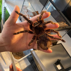 巴西所罗门幼体1-8cm小可爱新手入门温顺巨型爬行宠物蜘蛛食鸟蛛