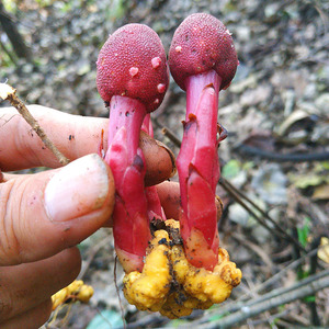 野生红冬蛇菰 回春草角菌铺地开花痔的疮克星250克解&酒醉