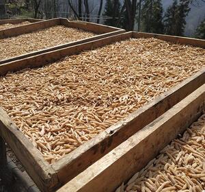 野生麦冬干货250g干麦冬特级老麦冬野生麦冬泡水非特级500克麦冬