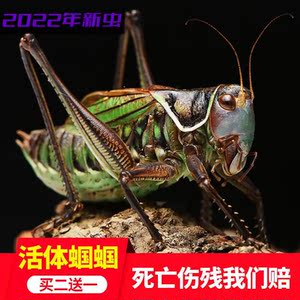 蝈蝈活虫炮筒蝈蝈鸣虫蝈蝈活体超大幼虫憨叫大肚子叫铁皮蝈蝈宠