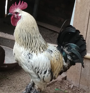 乌脚鸡种蛋受精蛋