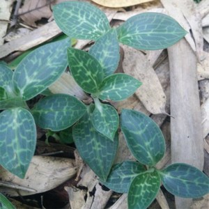 野生斑叶苗小叶青植物白网脉斑叶银线莲种苗盆栽5苗