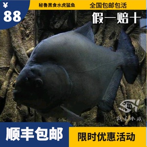 秘鲁黑食水虎 凶猛 辛古黄钻普黑钻黑热带鱼观赏鱼活水虎顺丰包邮