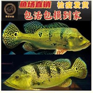 委内瑞拉蓝帆眼斑鱼苏里南满天星横带七间申古三间帝王三间巴西亚