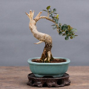 瓜子黄杨微型小品盆景盆栽 精品老桩素材 办公室绿植摆件一物一拍