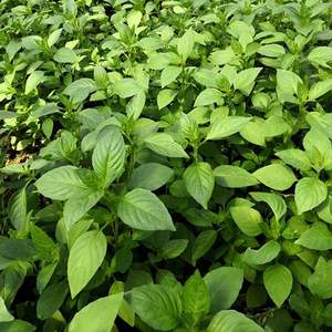 现货河南新鲜荆芥菜500 大叶荆芥茎芥菜新鲜调味菜现摘发货冰鲜