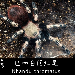 巴西白间红尾捕鸟蛛 nhandu chromatus
