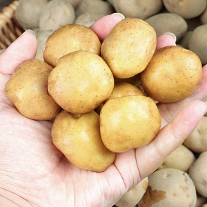 山东黄心小土豆5斤新鲜马铃薯农家自种自产