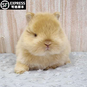 网红宠物兔长不大白色侏儒兔小型垂耳兔子活物适合小孩子养的宠物
