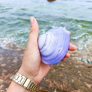 紫蛤贝壳