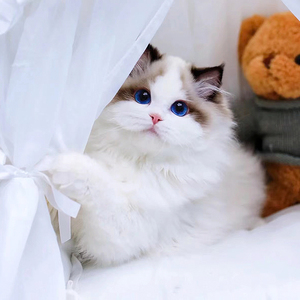 布偶猫幼猫纯种火焰仙女猫重点双色赛级布偶幼崽活体宠物猫咪活物