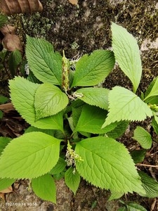 广西野生新鲜四叶对 四块瓦 四叶细辛四叶莲根须中草药全草500g