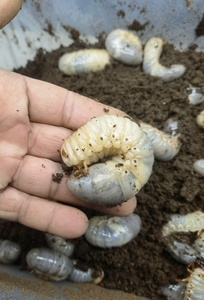 独角仙兜虫幼虫3龄带饲养盒饲养土一起发到家直接养送保温送盒土