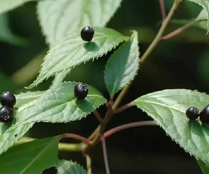 重庆野生中药材树苗叶上珠叶上花树苗现挖发货易成活室内外盆栽