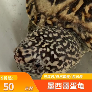 00showapl淘宝萨尔文蛋龟 cb人工萨尔文巨蛋 非墨西哥蛋龟 深水龟