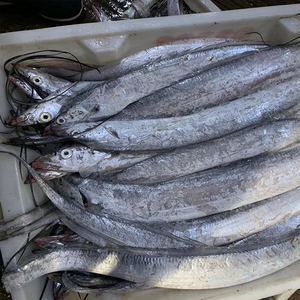 舟山海鲜野生新鲜带鱼海鲜水产鲜活东海小眼带鱼刀鱼一条4-6两