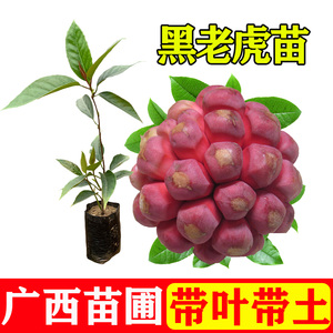 黑老虎树苗野生