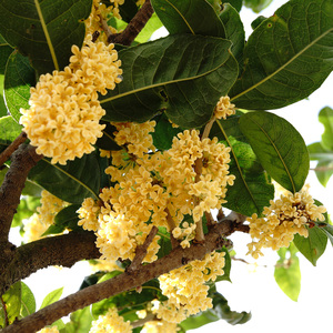 嫁接天香台阁桂花