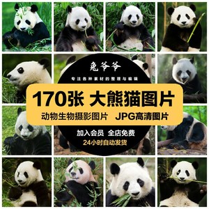 高清动物生物JPG图片可爱的国宝大熊猫美工设计喷绘打印合成素材