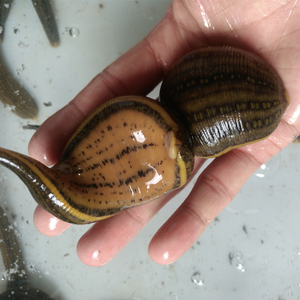 顺丰包邮1斤装野生鲜活大水蛭宽体金线蛭活体蚂蟥168元