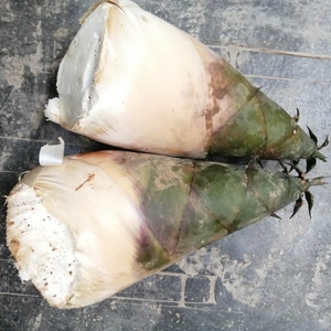 包邮新鲜嫩笋麻竹笋大头笋野生笋夏笋苦笋非广西笋现挖带壳发货